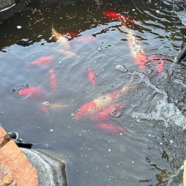 The fish are just being fish.