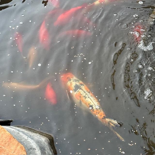 The fish don't come up to eat when it is this chilly.