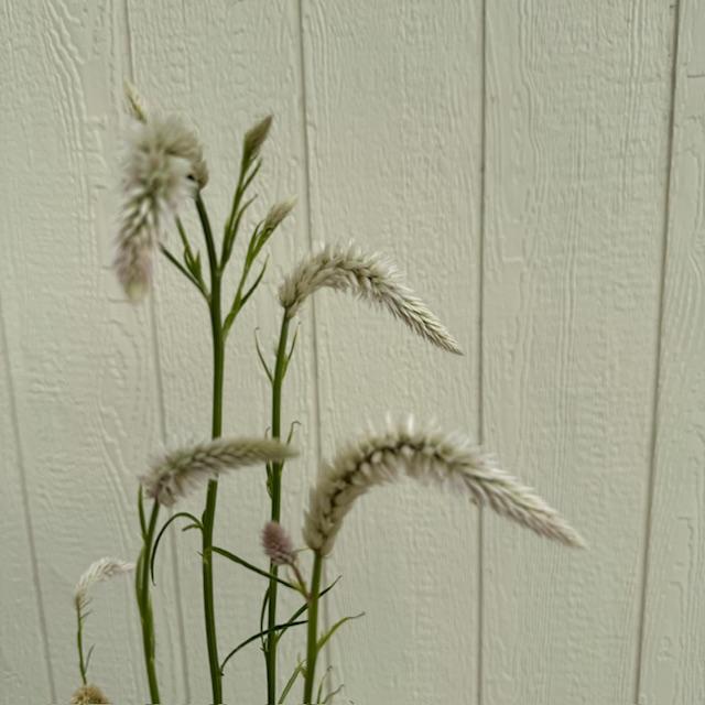 This is my first time to grow Flamingo Feather Celosia. It looks pretty cool!