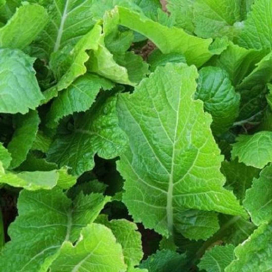 This is Florida Mustard Greens and they are Non-GMO mustard greens.