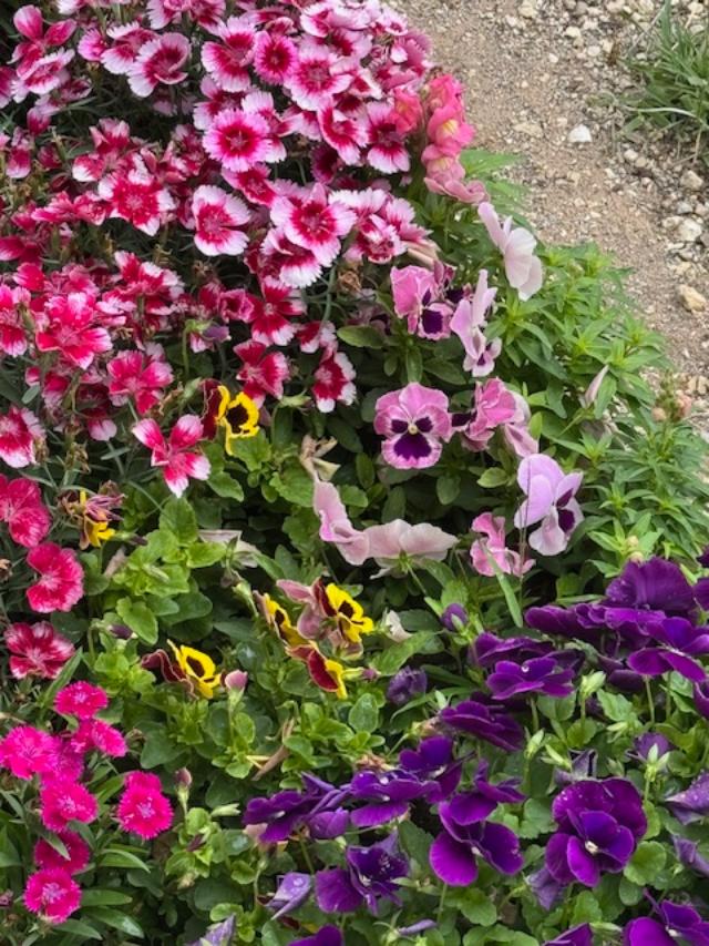 The flowers seem to have come alive after the rain.