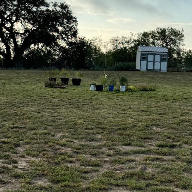 Pots of flowers have been placed close to the bees. They have to go in the ground. David now has water going out that far so we can water them.
