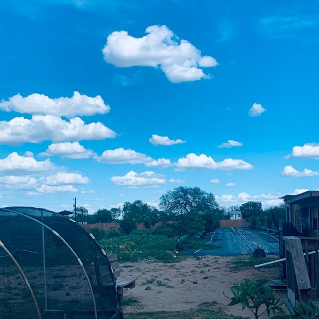 Fluffy clouds are over the orchard as I go out to get the eggs late this afternoon.