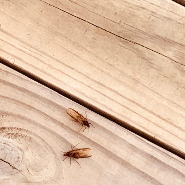 Flying ants are everywhere, mostly on the ground dead. Not sure what happened overnight. These are on the Farm Store porch.