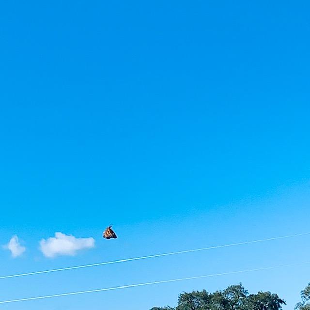 One monarch flies high in our backyard by the chicken coop. I managed to captured him digitally as he went by. Beautiful!