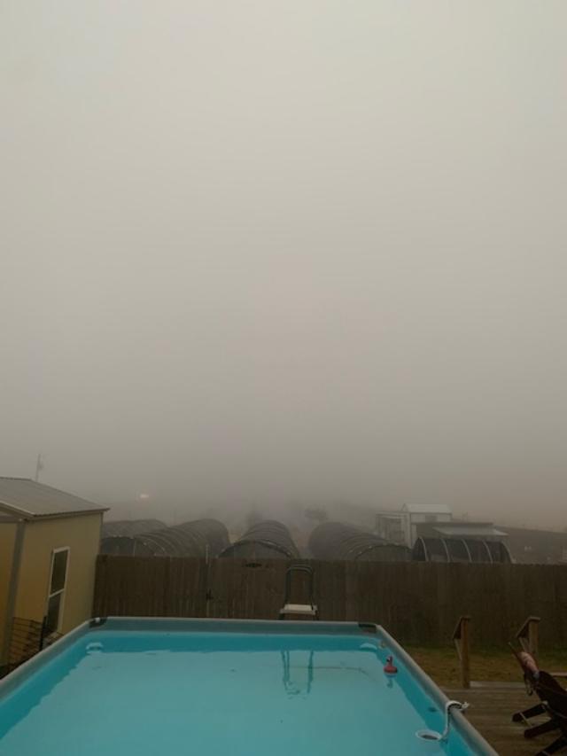 Fog, complete fog, no tree, no sun, just fog!