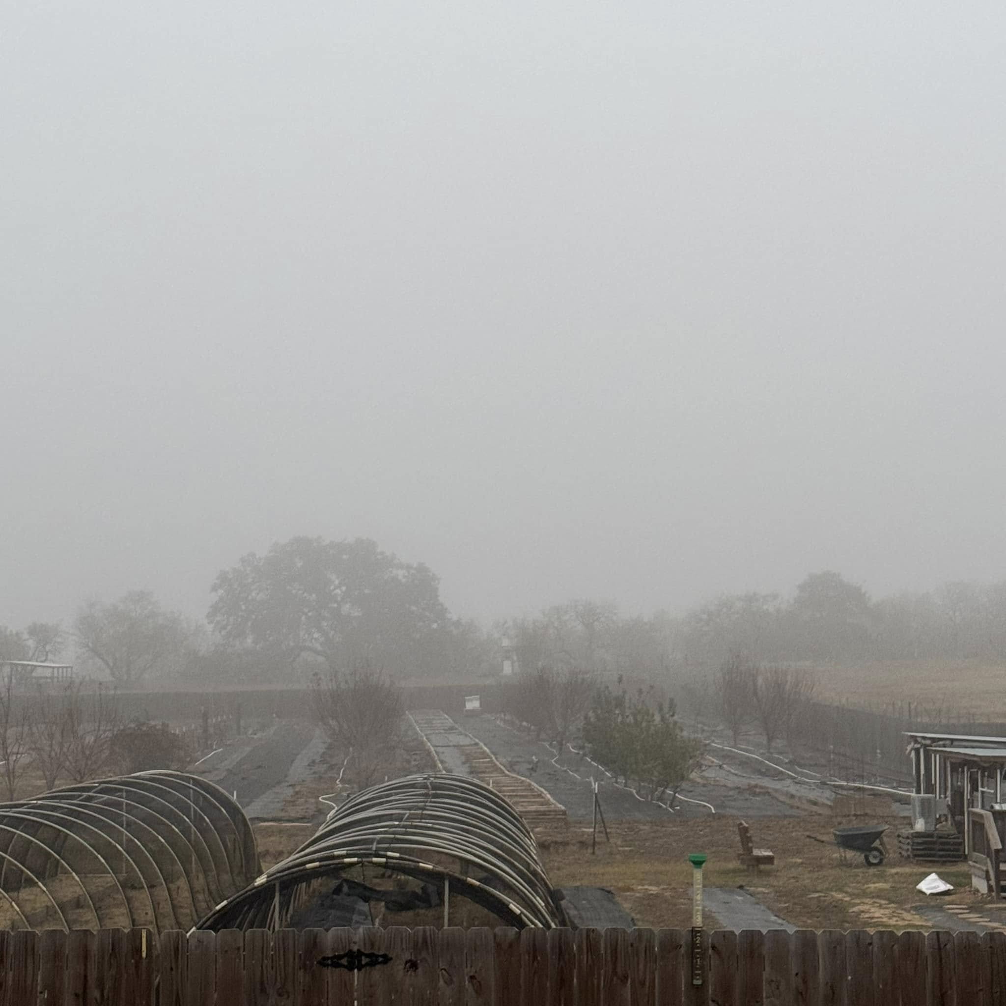 The oak tree is barely visible.