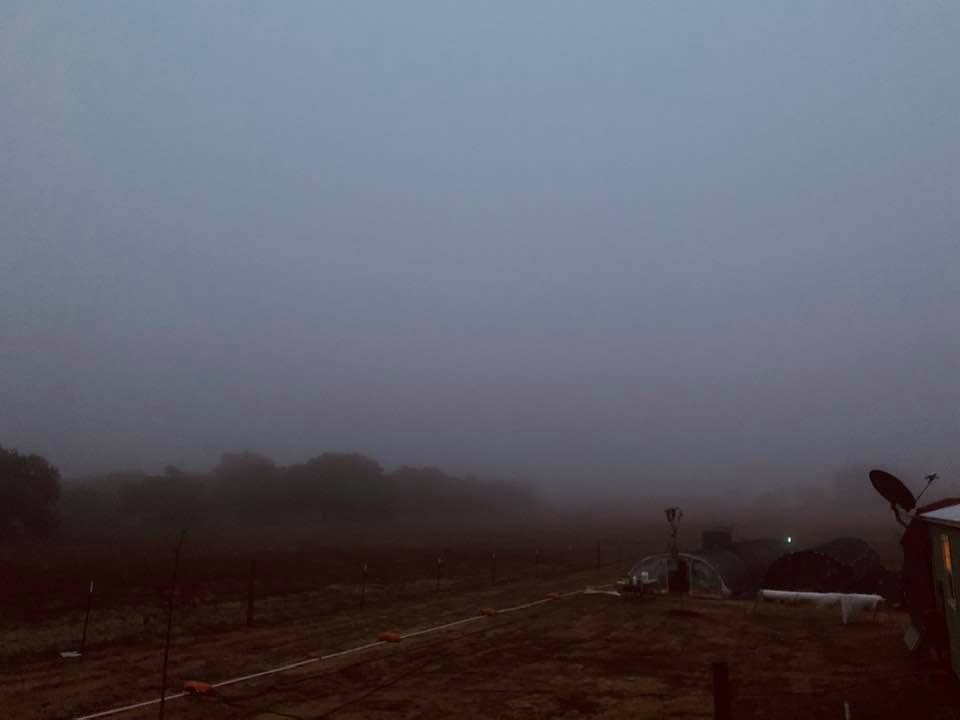 Marked in the garden planner that today is foggy and very wet all day. This shot is from the side deck.