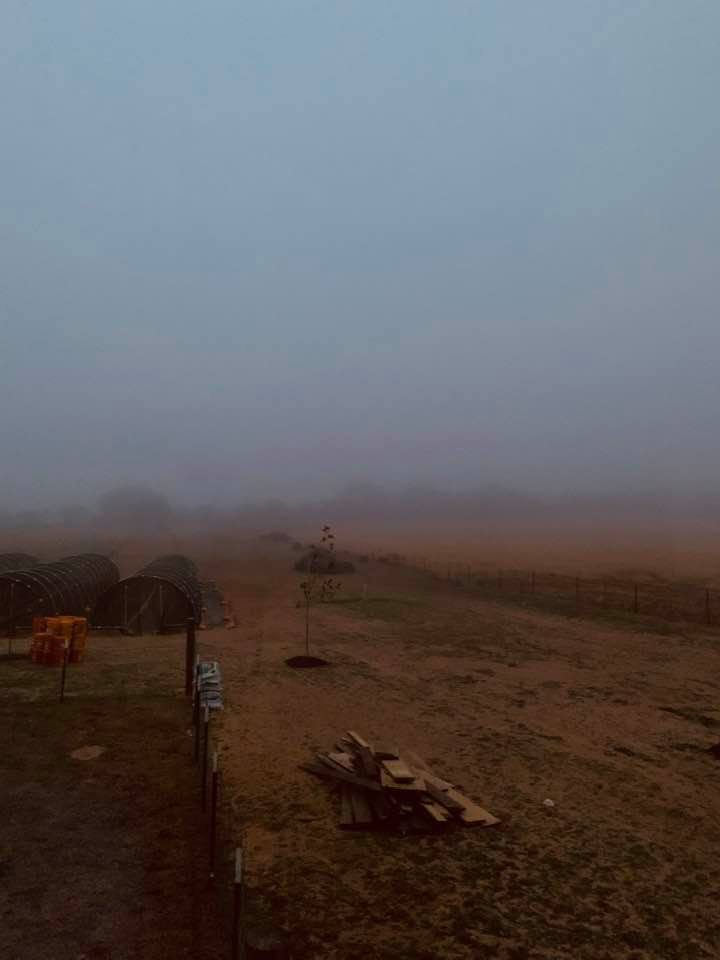 This photo of the foggy back 40 was taken from the pool deck.