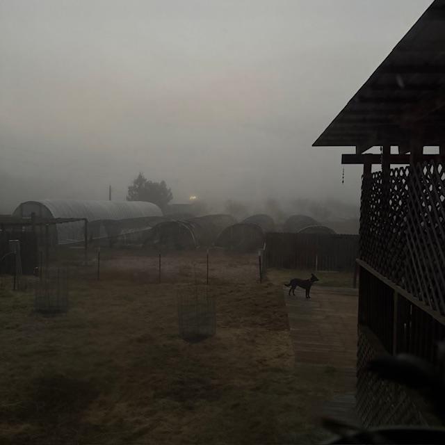 There is thick fog this morning. Pamela is on guard duty in this photo of the backyard and beyond.