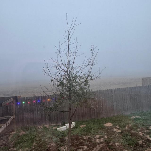 This photo shows one of our little oak trees and nothing in the field. This was taken at 7:10am so it is light out.