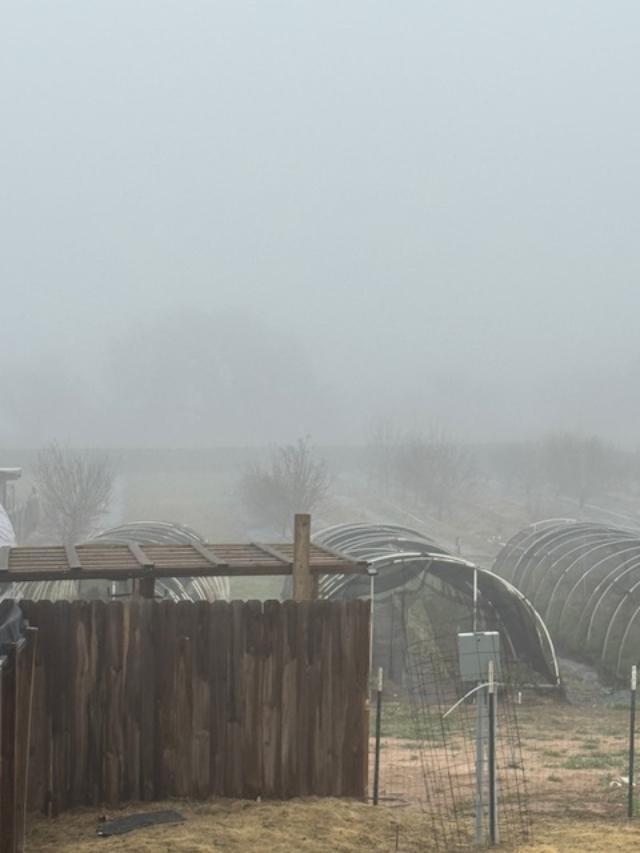Looking from the side porch back to the tree that can barely be seen in the fog this morning.