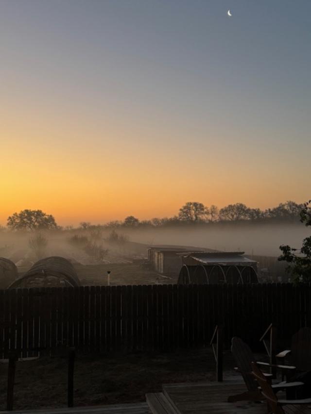 Fog in the orchard with the crescent moon...