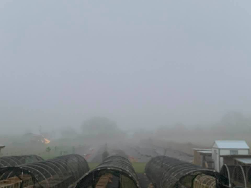Fog covered most of the farm this morning. It was cool to see spring on the farm in the form of fog.