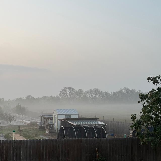 The fog is thick this morning! This is our chicken coops and sheds and the field behind.