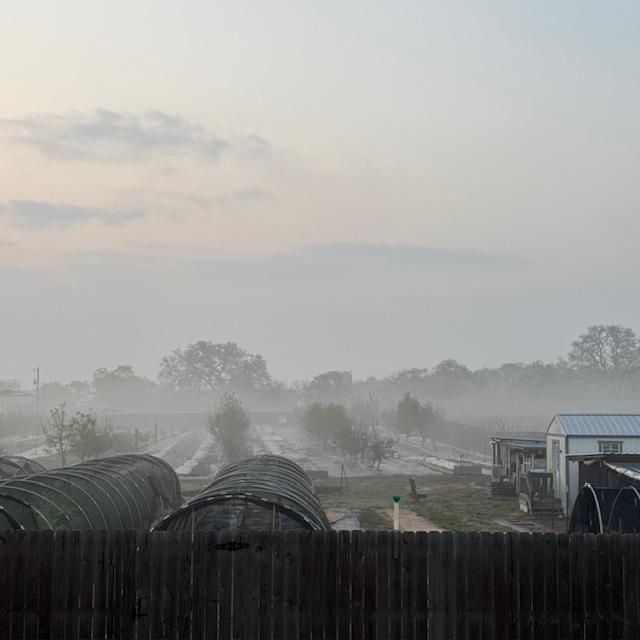 Fog in the orchard...