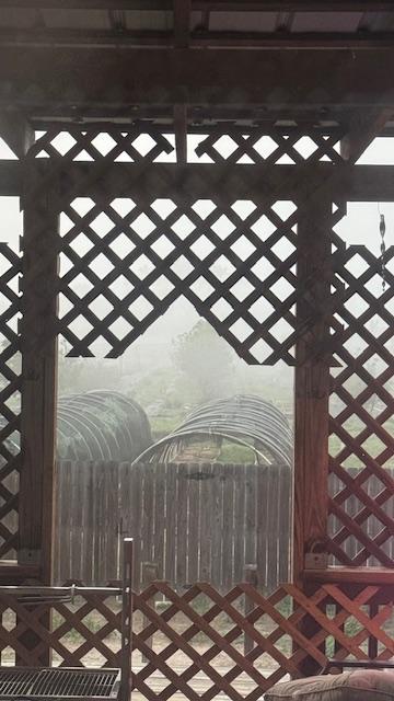 The orchard is very foggy.