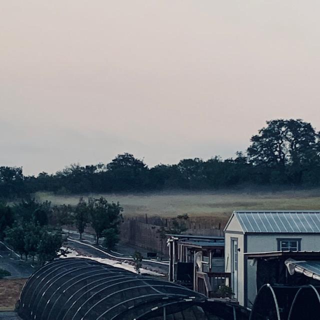 I took Ethel out early this morning and there was fog up on the hill. It looked cool but went away quickly. I took Ethel out early this morning and there was fog up on the hill. It looked cool but went away quickly.