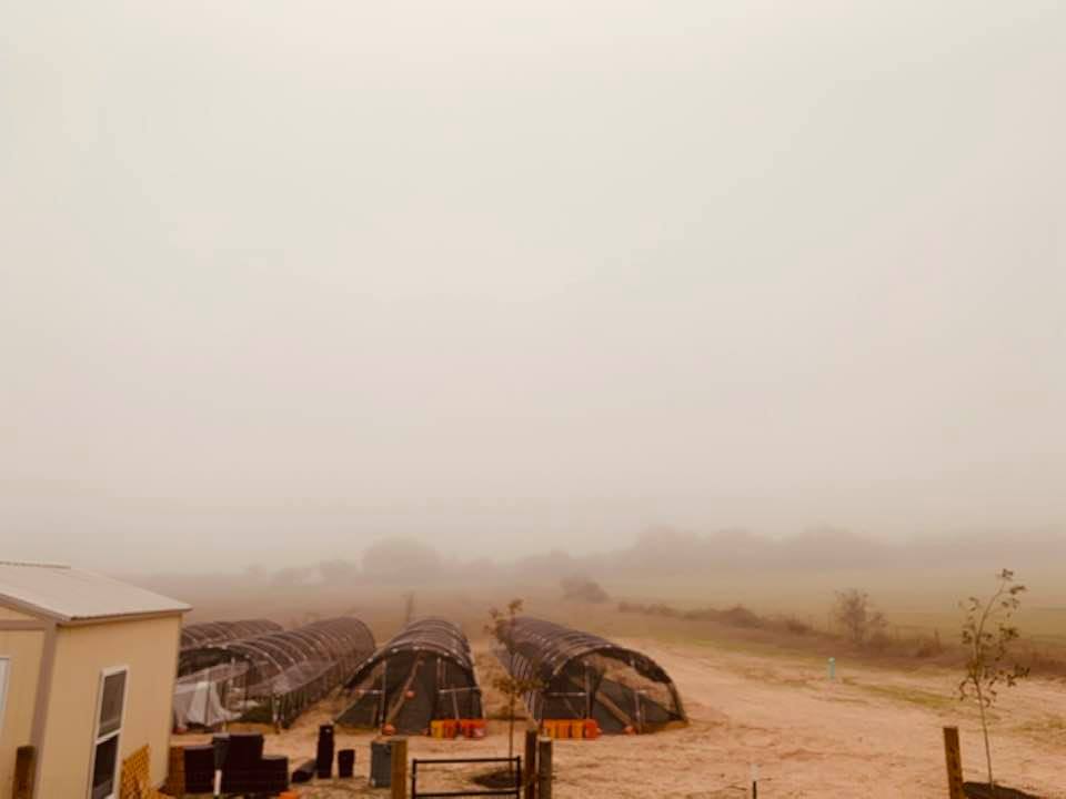 Grey Friday was foggy on the farm.