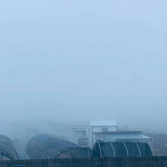 A heavy fog came down across the farm while I was making breakfast. It was very light early this morning while I had Lucy and Ethel out.