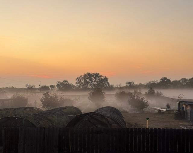My foggy orchard looks so cool.