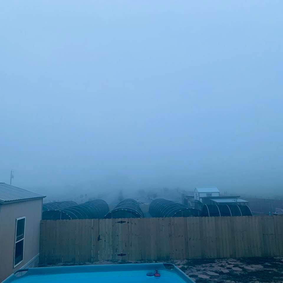 Saturday morning, it was foggy here on the farm until 10am. You can't see our farm seed sources in the back or much of anything.