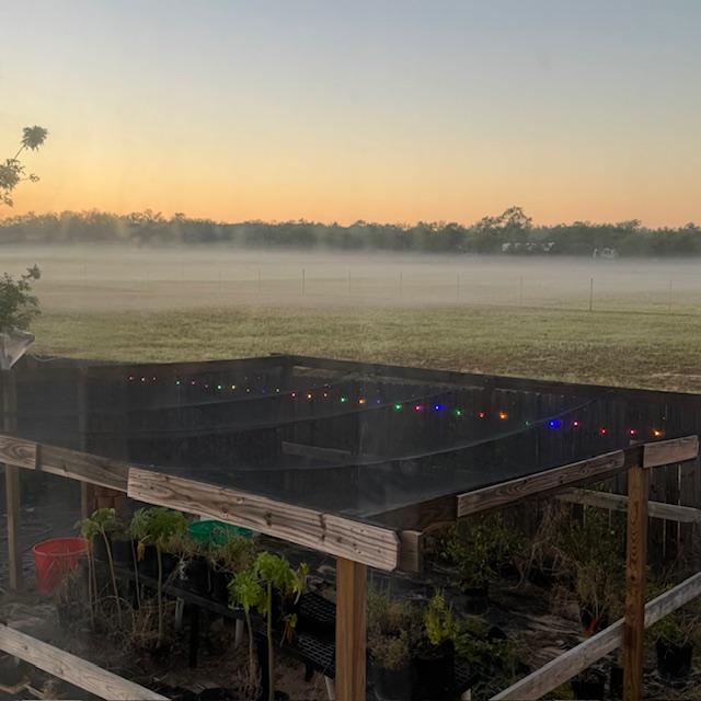 Look at this crazy fog. My plant area is in the foreground.