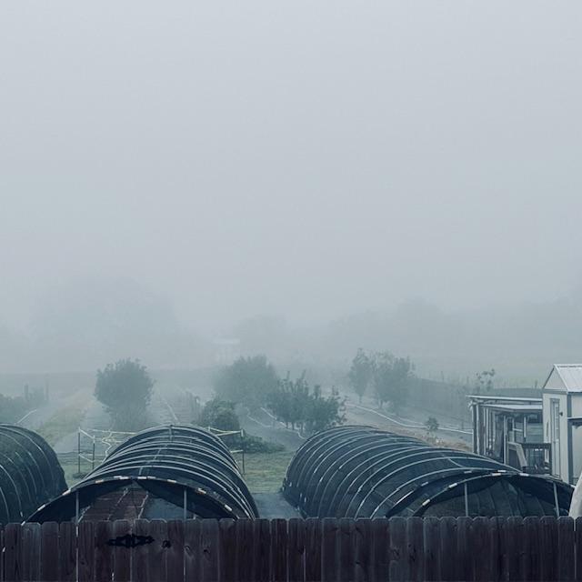 The fog all of a sudden moved in while I was doing dishes.