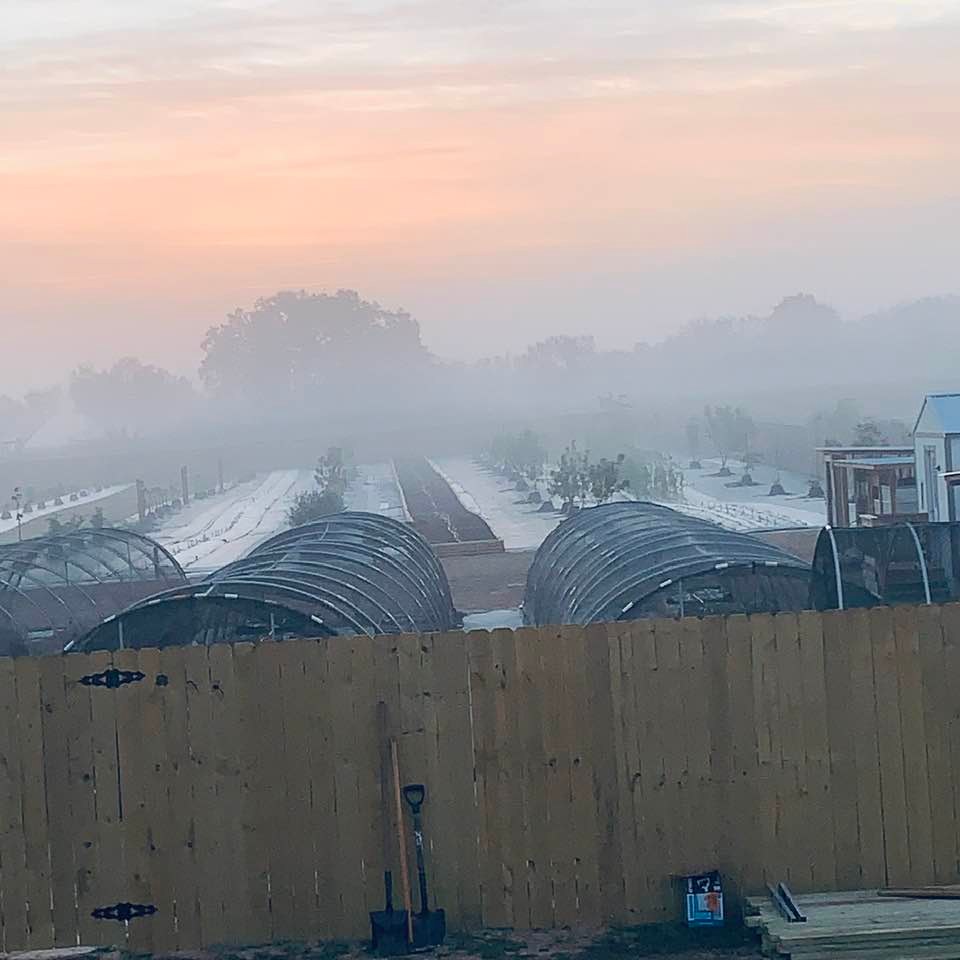 The fog looked so cool this morning. There was a fog advisory on Alexa.