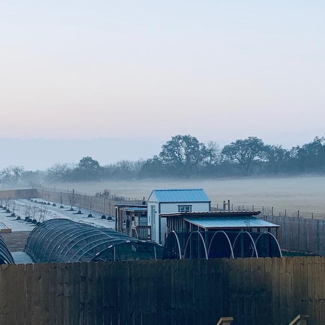 You can see the chicken house in this photo and our keyhole garden where we grew a lot of basil. In fact, we ground some basil and we have basil oil, both for sale in the farm store.