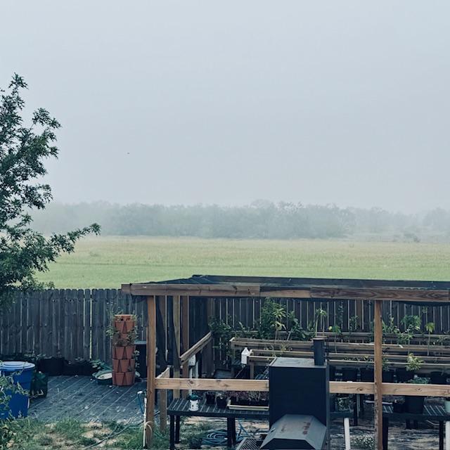 Here is my garden area and the field that we bought with fog.