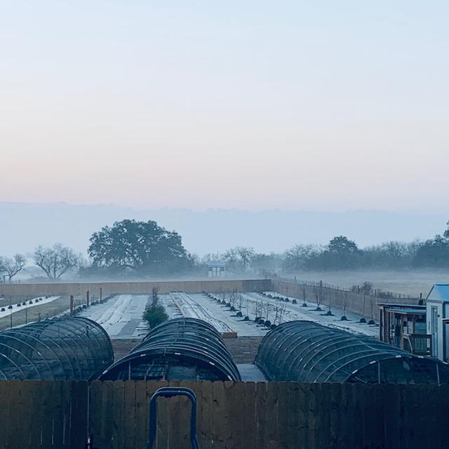 Fog running in front of the big oak with some of our hoop houses and animal sheds. I love mornings on our farm.