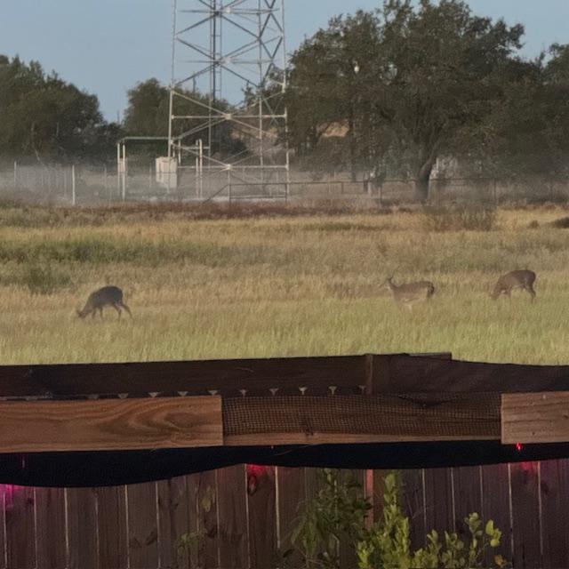 The deer have come out for a seed breakfast again with the fog band behind them.