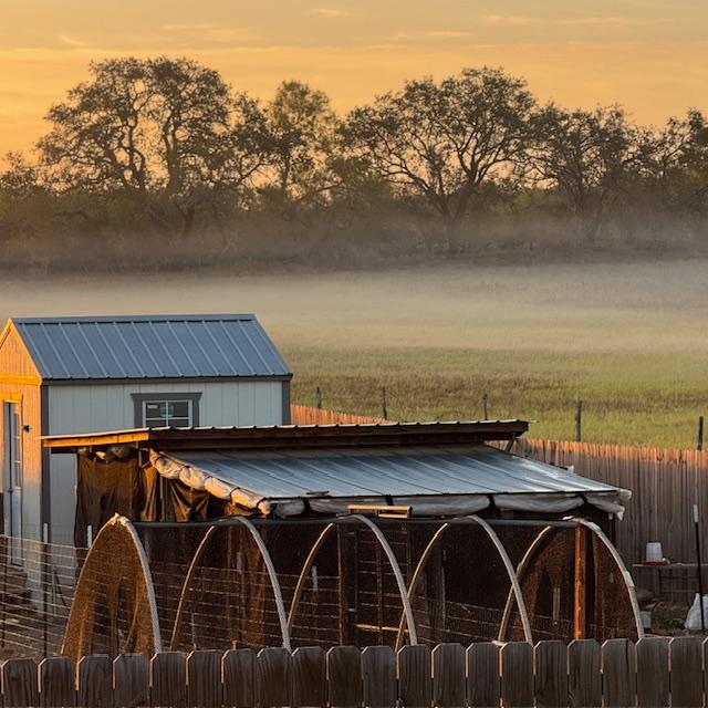 The fog shows clearly at sunrise.