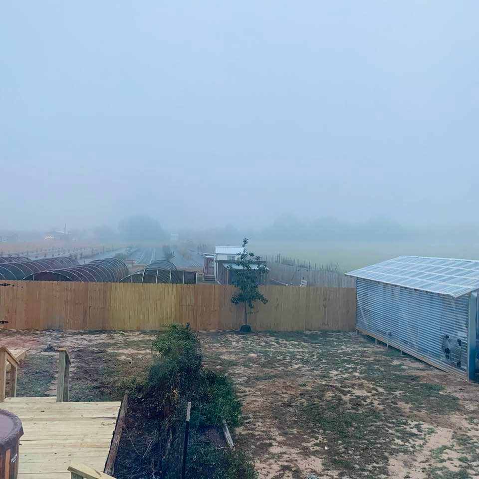 This morning there was thick fog in the back 40.