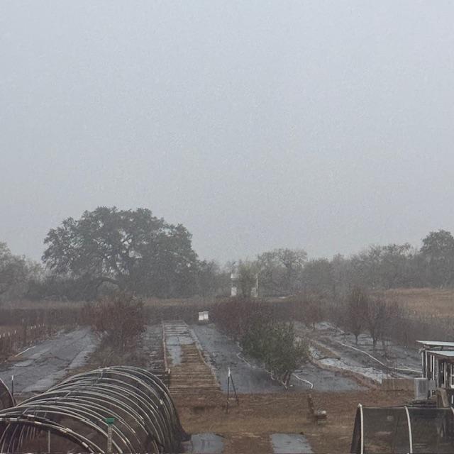 It is hazy outside this morning and the dogs came in wet.