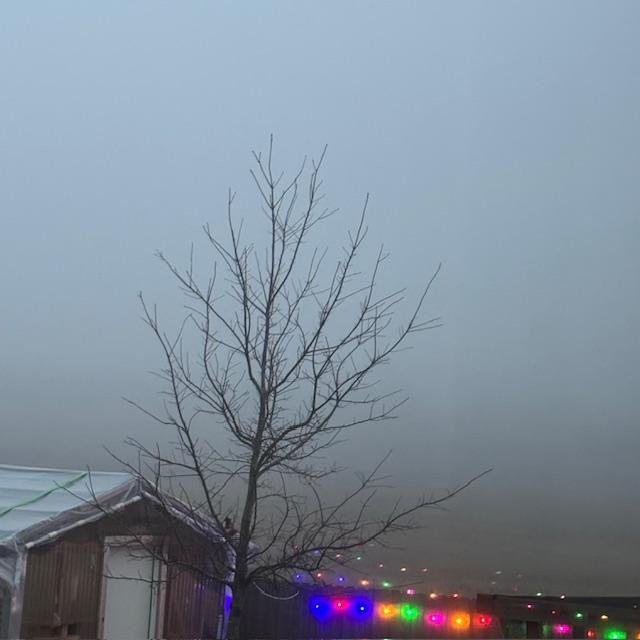 My greenhouse and the lights I have on the fence so I can see out there at night. The lights are on a timer. The field is gone with the fog.