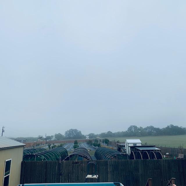 Foggy again this morning. You are looking at some of the hoop houses and our orchard, the "back 40" if you will. We plant between the rows of trees as well as in the hoop houses. Foggy again this morning. You are looking at some of the hoop houses and our orchard, the "back 40" if you will. We plant between the rows of trees as well as in the hoop houses.