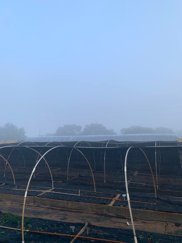 You can see how foggy it is in the distance behind the hoop house.