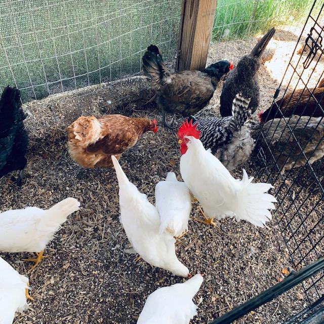 Our rooster, Foghorn Leghorn, and his 8 females, left the kennel yesterday, June 26, 2023, and are now integrated with the adult hens.