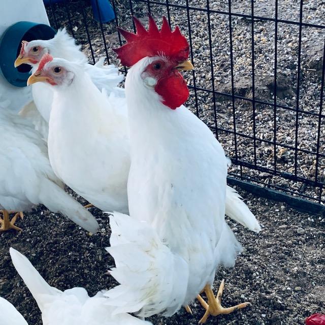 Meet Foghorn Leghorn and his 8 girlfriends.