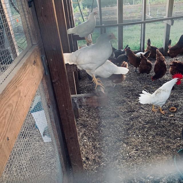 Here is Foghorn early this morning before 7am with dirt on his back. Not sure what happened but he appeared to be just fine.