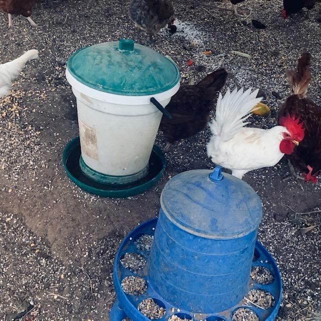Foghorn is in with the big girls as well as his own girls. He is enjoying being in the big house.