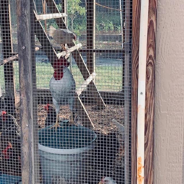 Foghorn Leghorn is standing on top of the watering container in the big hen house. He is now ruling it in there. Foghorn Leghorn is standing on top of the watering container in the big hen house. He is now ruling it in there.