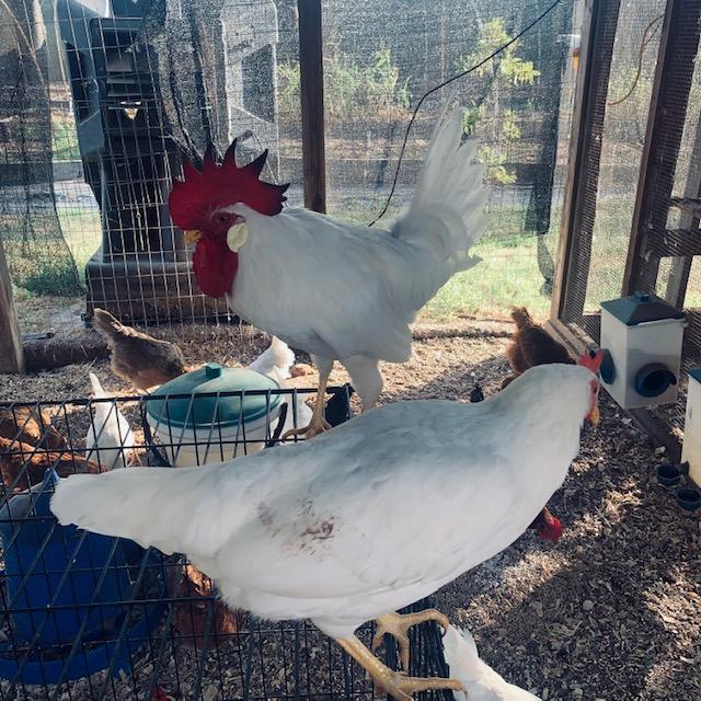 Foghorn triumphantly got up on the kennel to watch his kingdom. He crowed right after I took this photo.