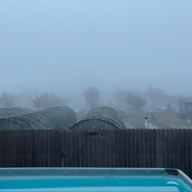 Camera is pointed to the big oak tree at the top of the hill but the fog is so thick that it does not appear to be there.