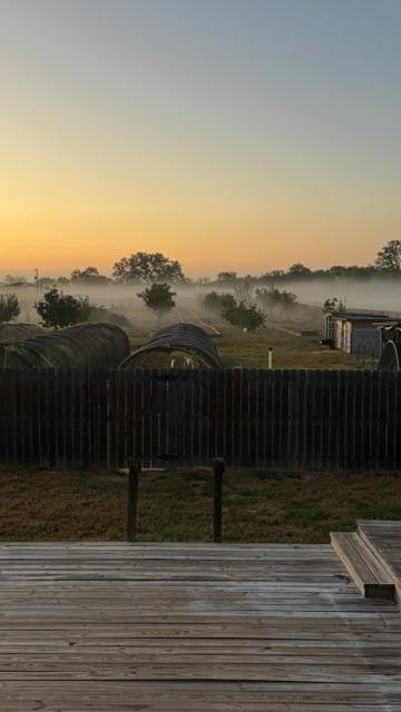 There is fog across the orchard and field. I did not expect that today.