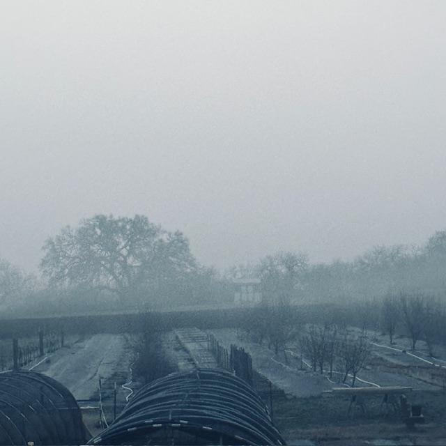 At 7am, the big oak tree was visible through the fog.