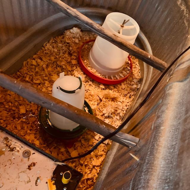 Here you can see that the chicks keep kicking the wood shavings into the water and food. They stop it up so they can't eat or drink. You have to check every few hours and clean up after them.