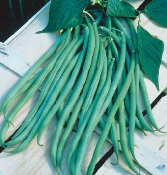 Fortex beans are great. You can use any type of bean in your Three Sisters Garden. Pole, Bush, Dry, Soy, or Fava will work.